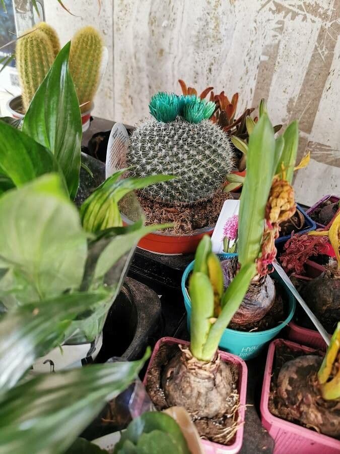 Mammillaria 2