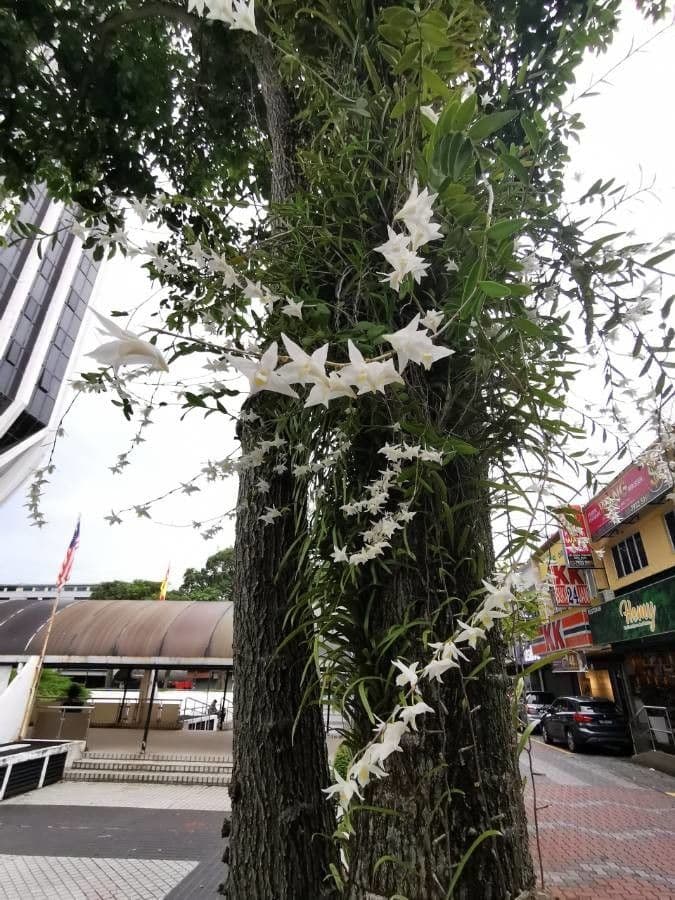 Orchidea colombina 11