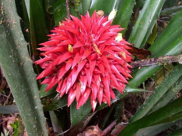 Aechmea 2