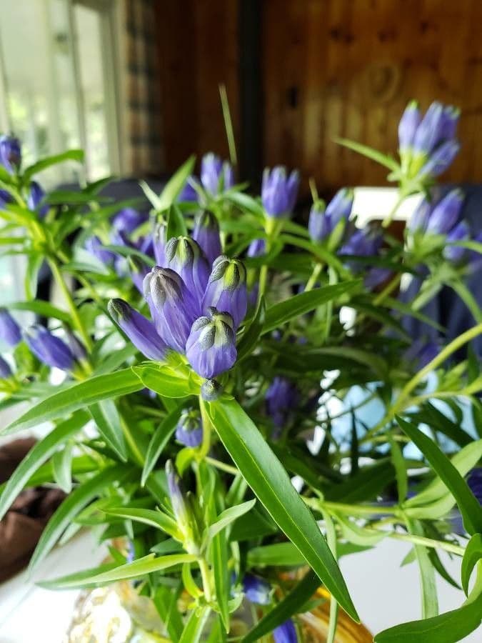 Genziana lineare 4