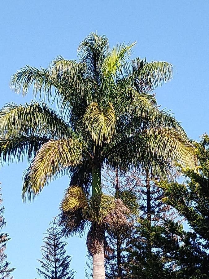 Palma real cubana 16