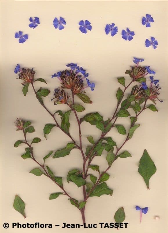 Ceratostigma 25