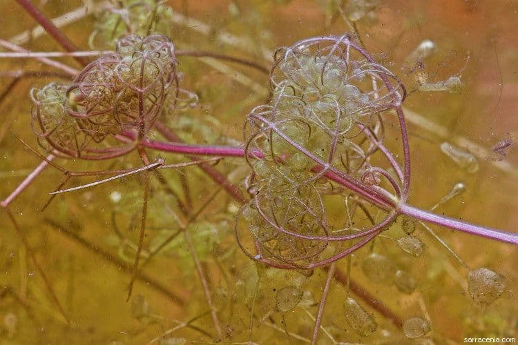 Utricularia purpurea orientale