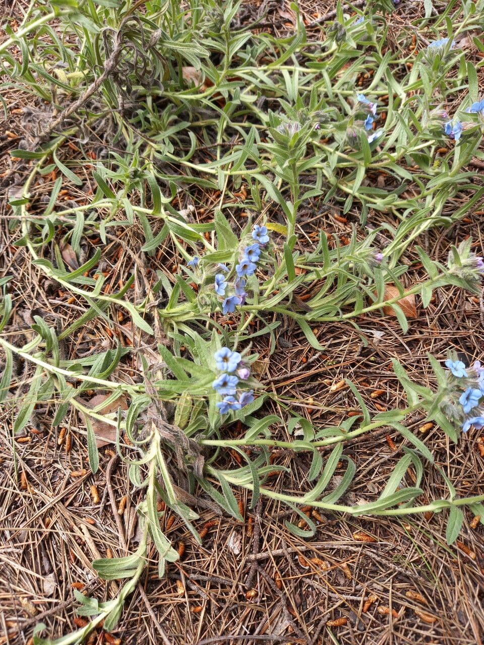 Zlatovlas farbiarsky 6