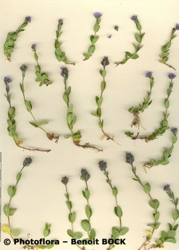 Veronica alpina 27