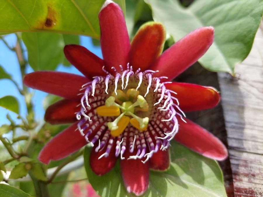 Passiflora 8