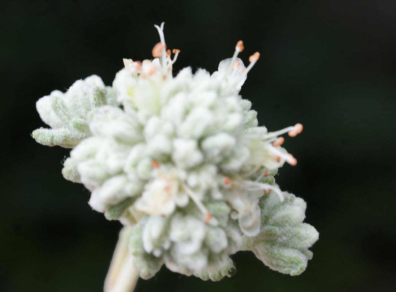 Teucrium 6