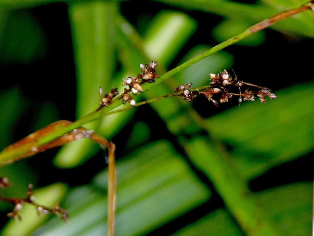 Scleria a piccoli frutti