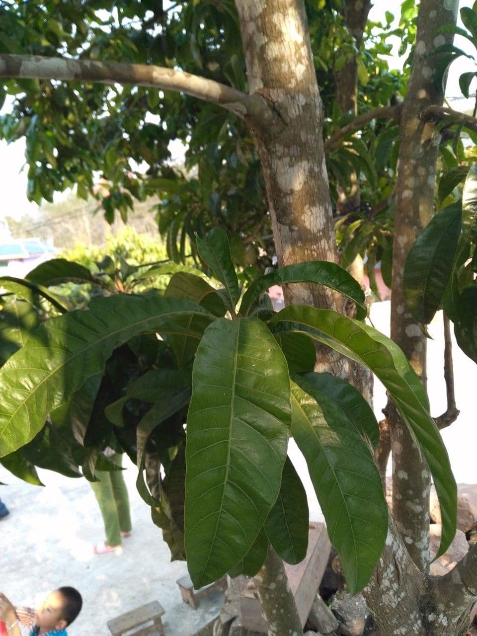 Planchonella 3