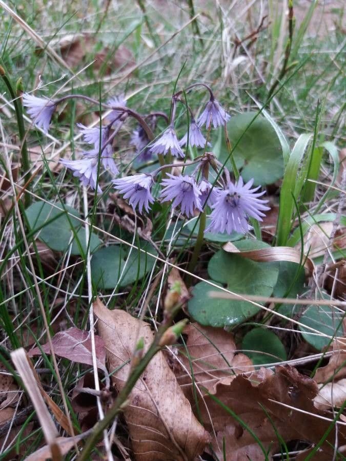 Soldanella comune 6