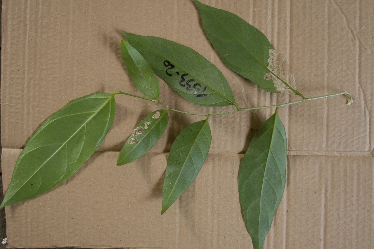 Leonia glycycarpa 2