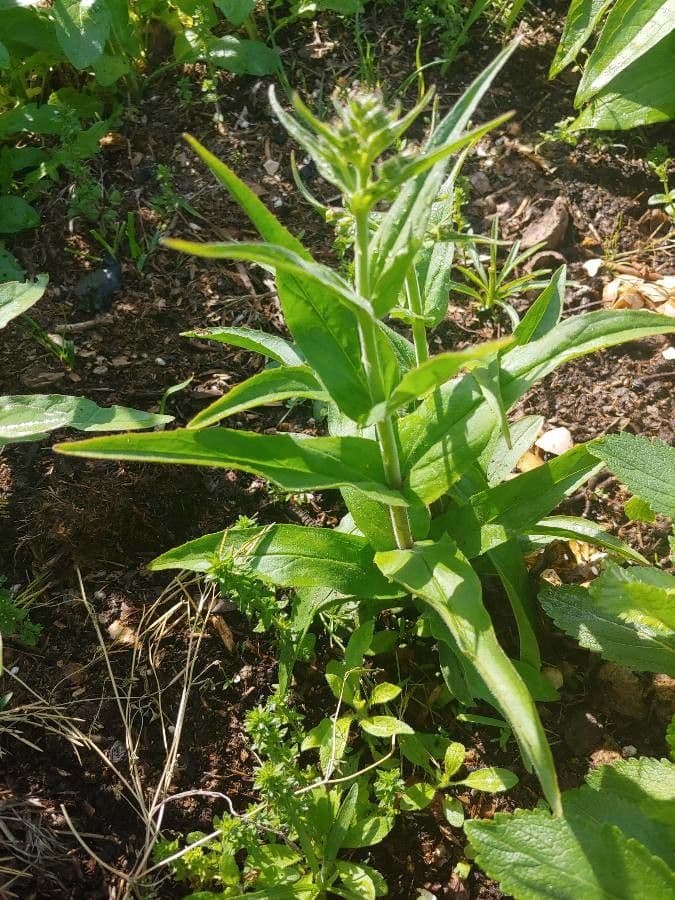 Penstemon pallidus 8