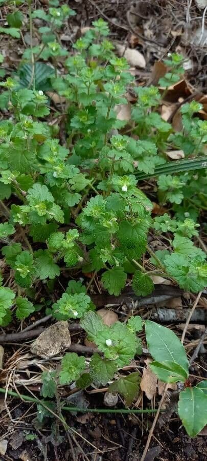 Veronica cymbalaria 11