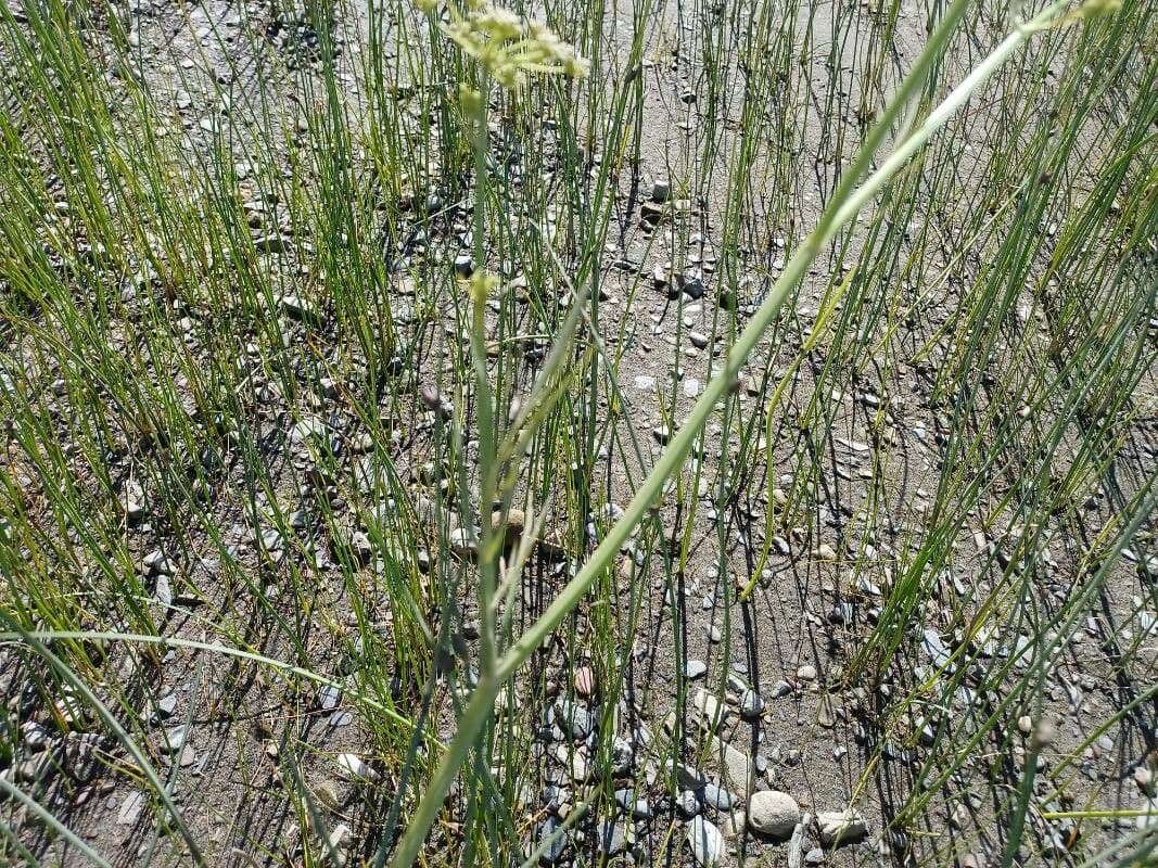 Pastinaca d'acqua 13