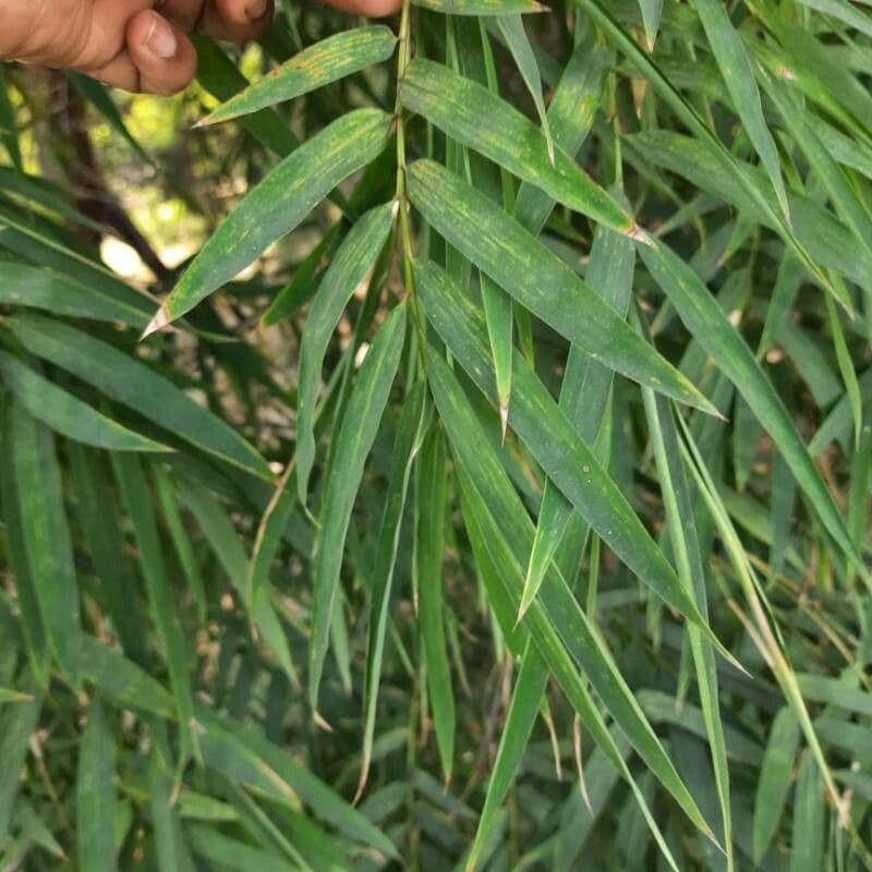 Chusquea quila 8