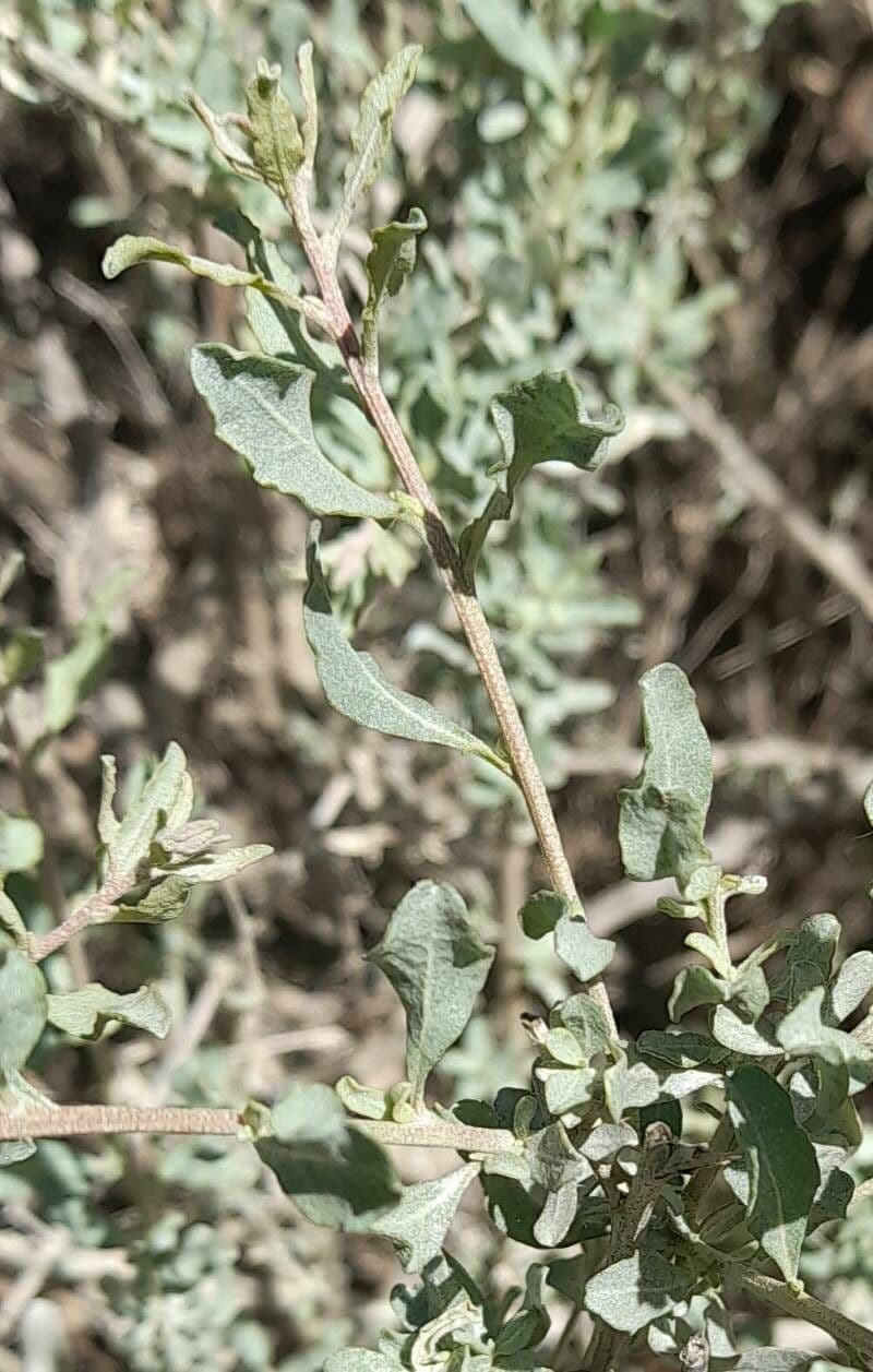 Atriplice ondulata 5