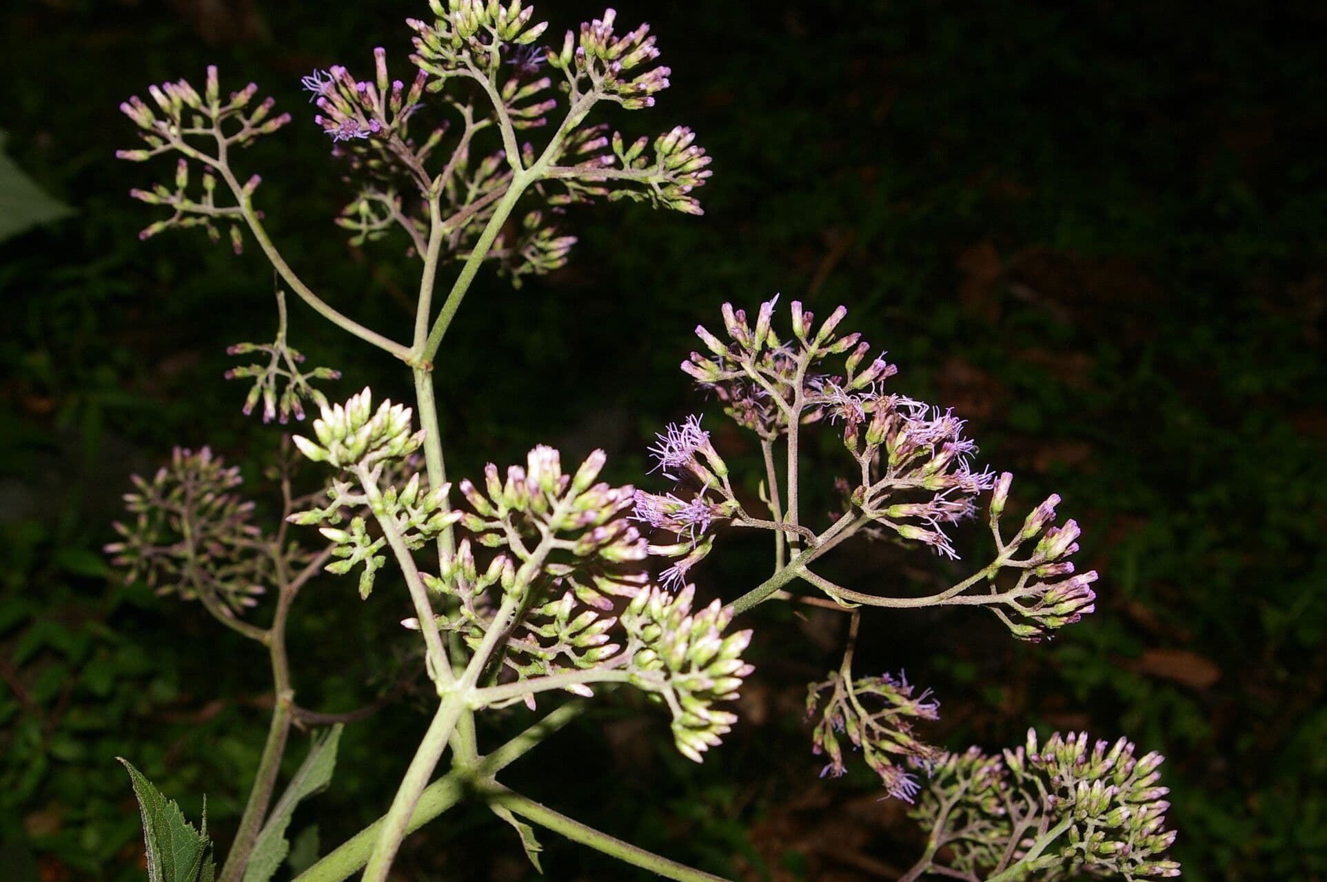 Neomirandea