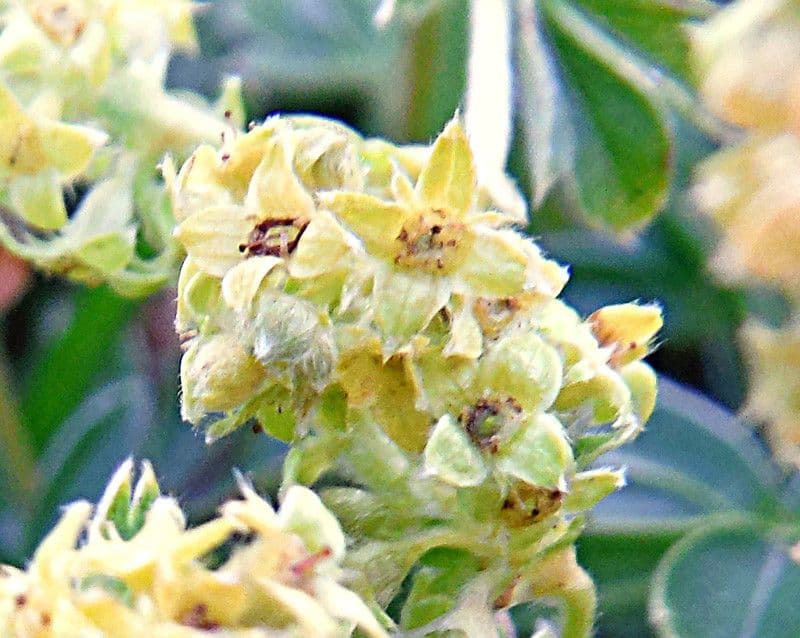 Erba stella