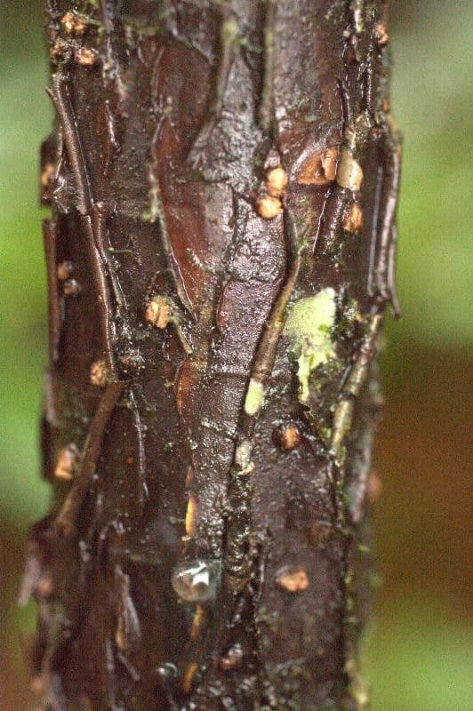 Hymenolobium 8
