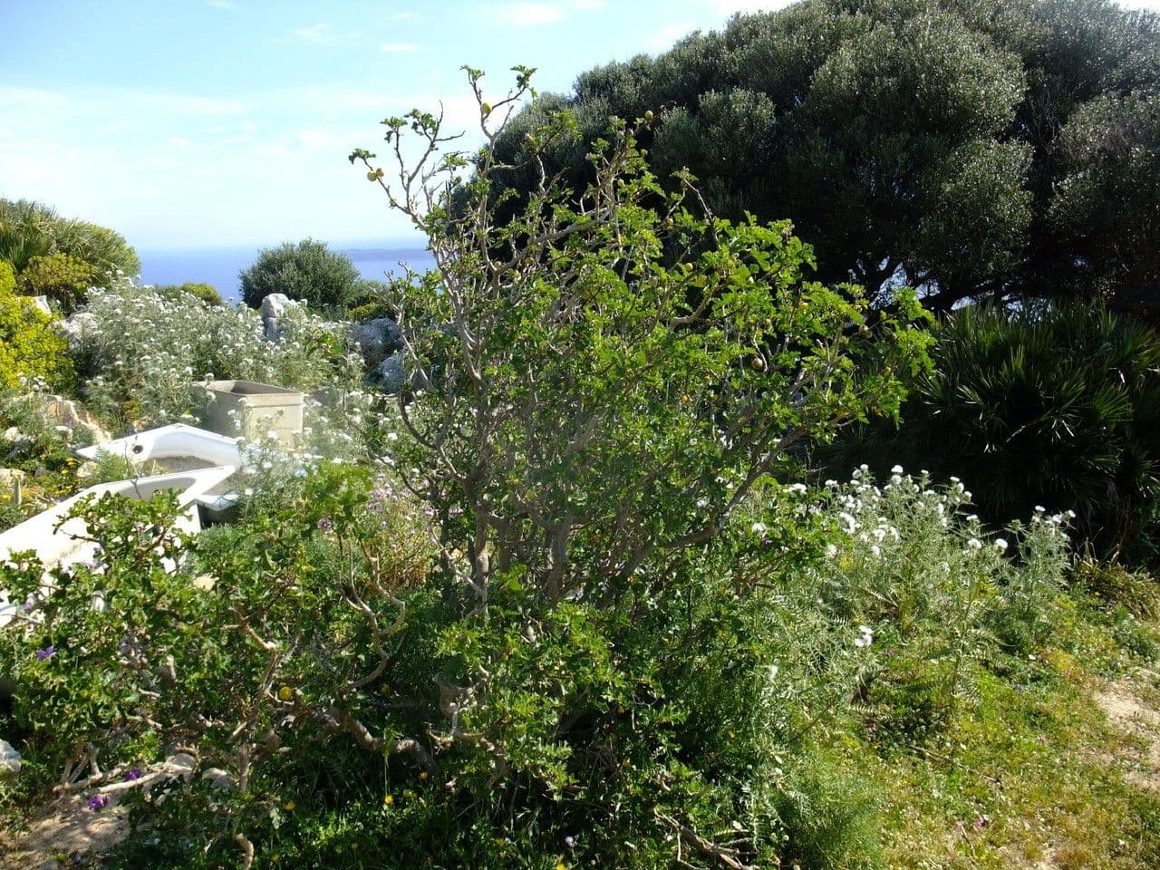 Solanum 13