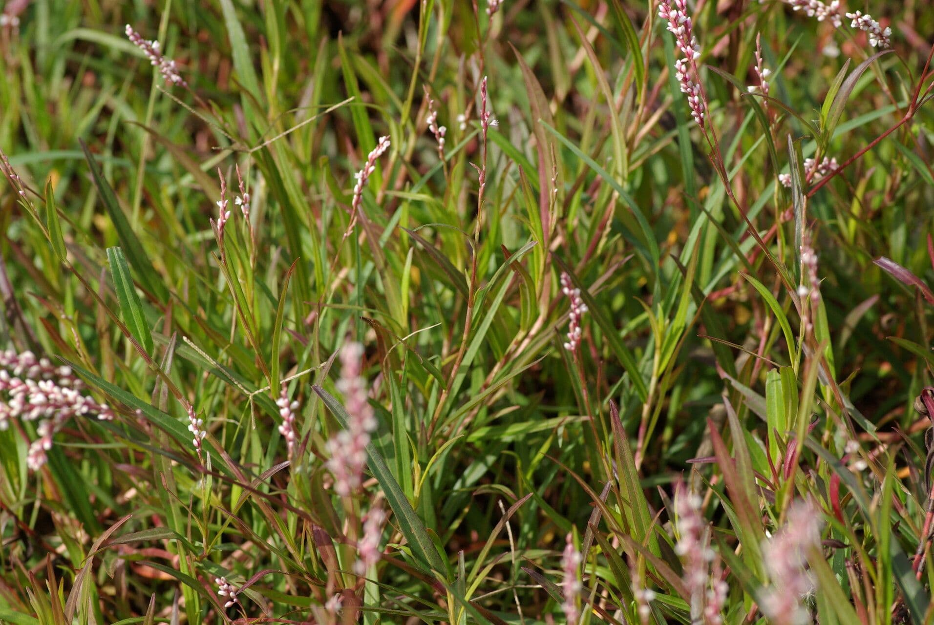 Persicaria ingannevole 6