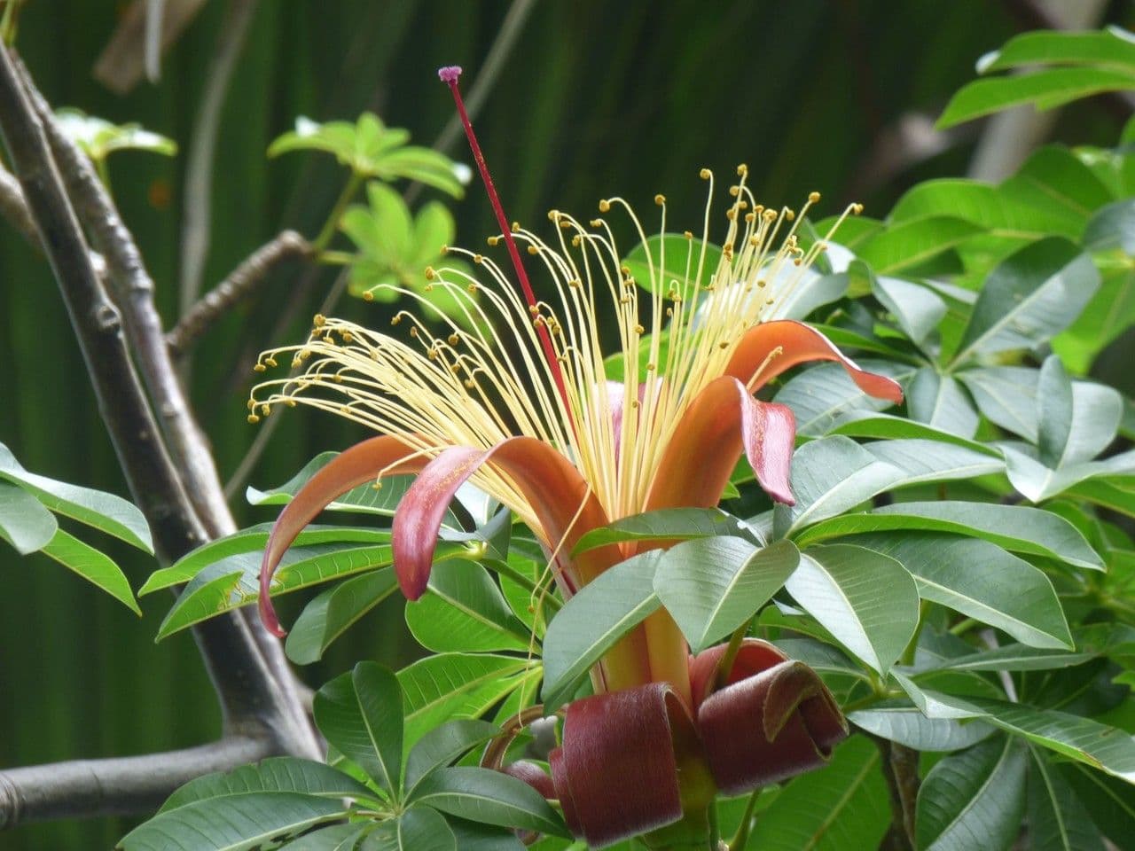 Baobab 6