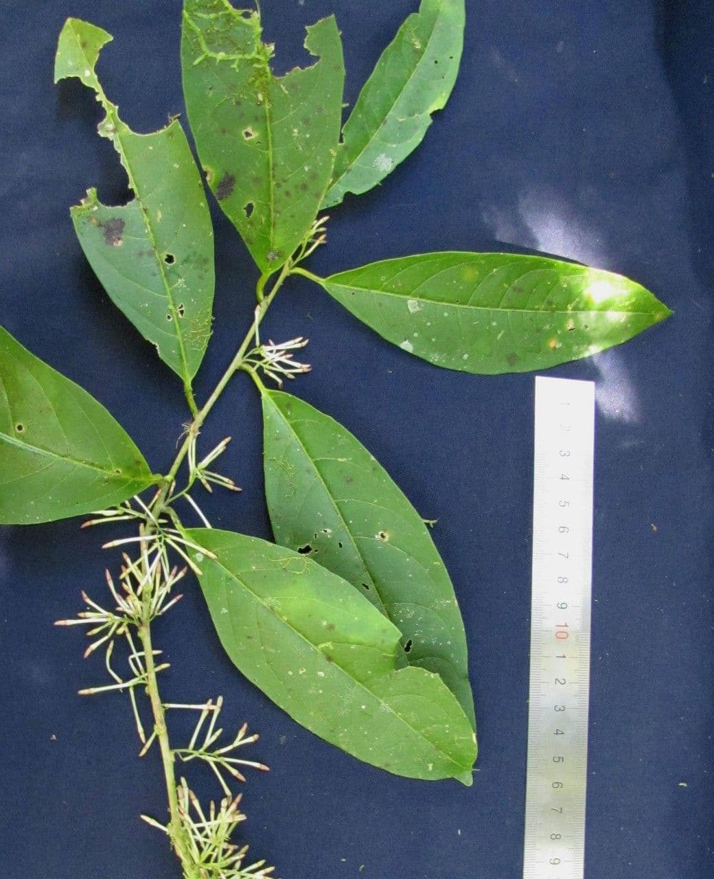 Cestrum 24