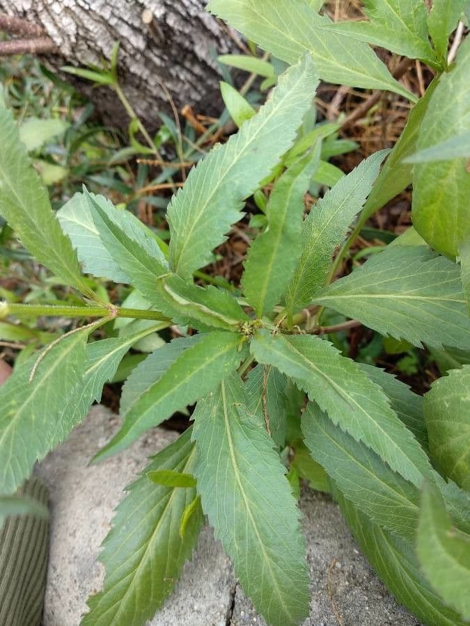 Bidens aurea 13