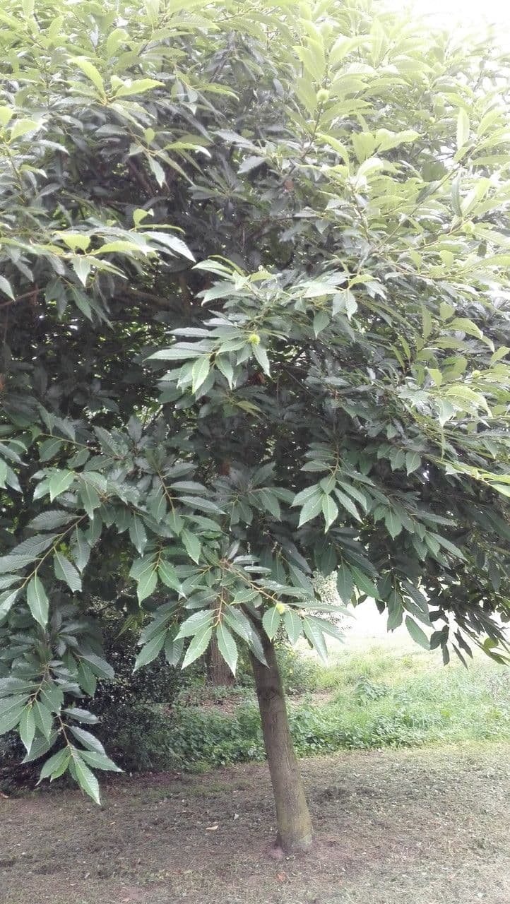 Castagno americano 13