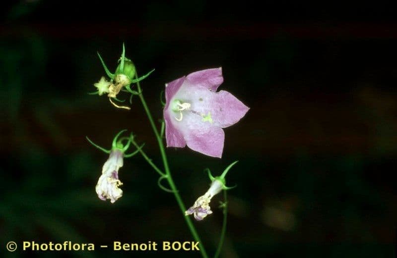 Baumgartens Glockenblume 14