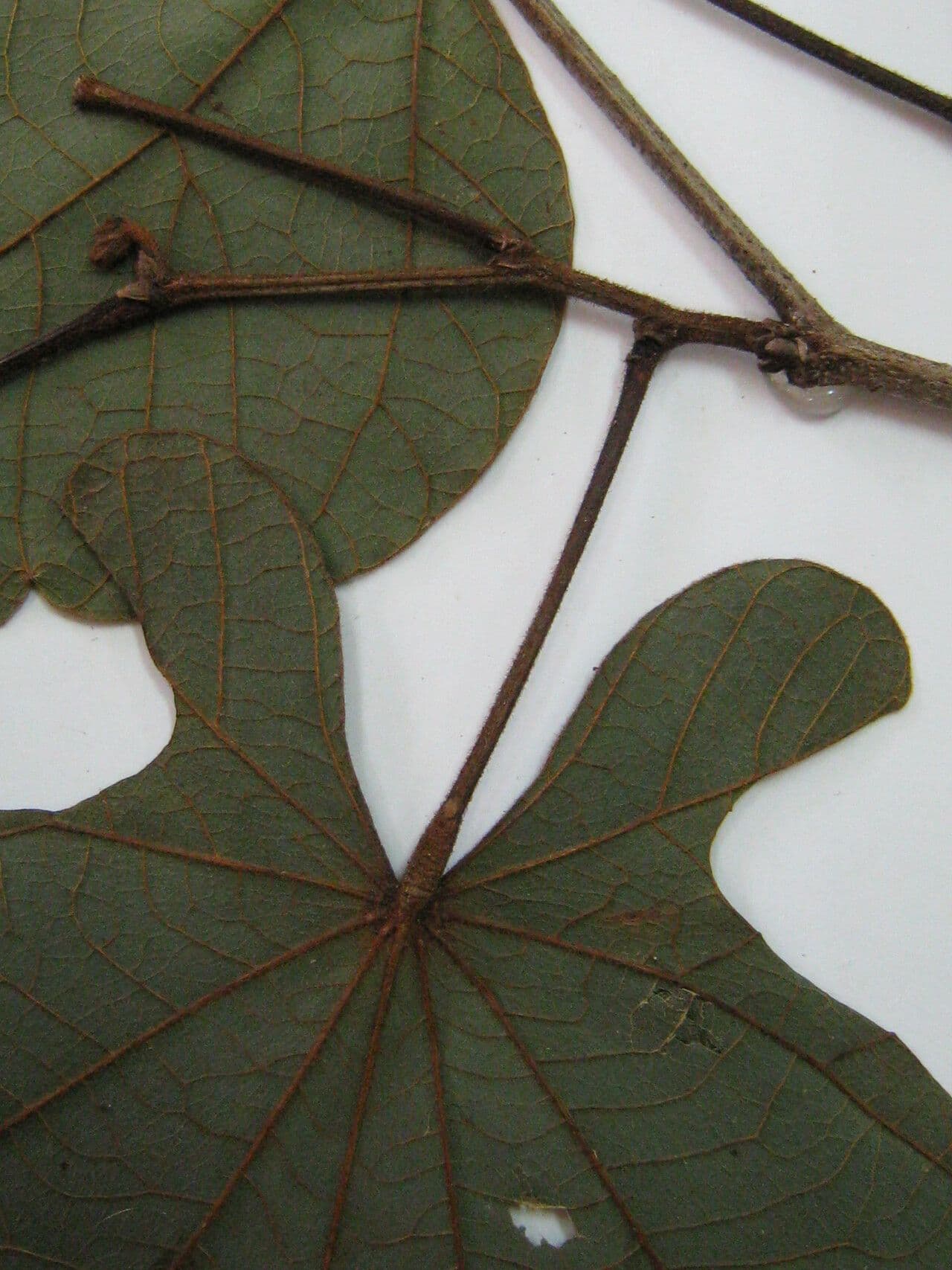 Bauhinia 2