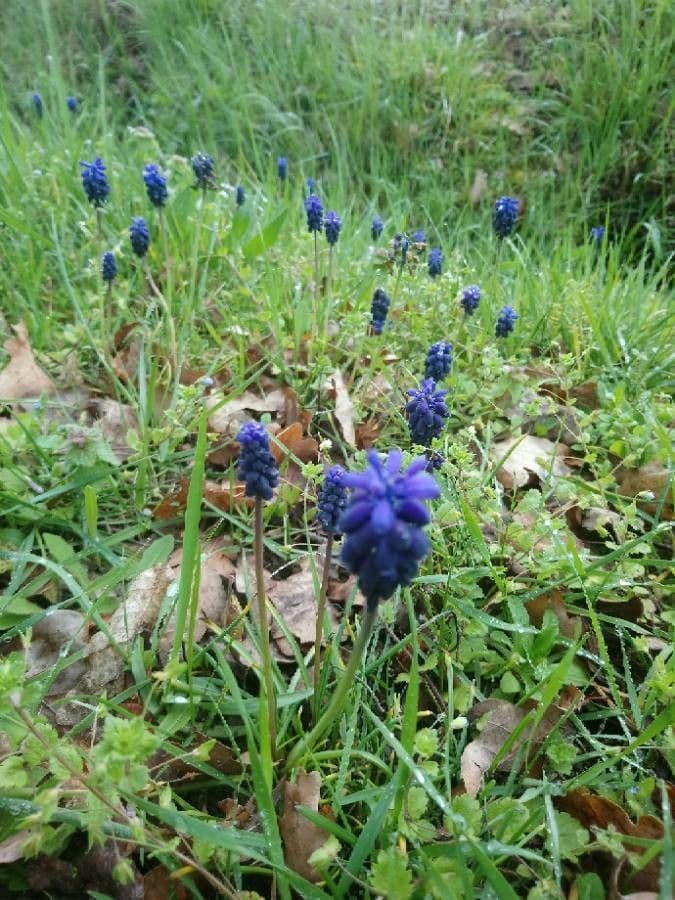 Szafirek miękkolistny 21