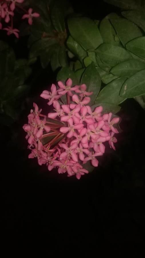Großblütige Ixora