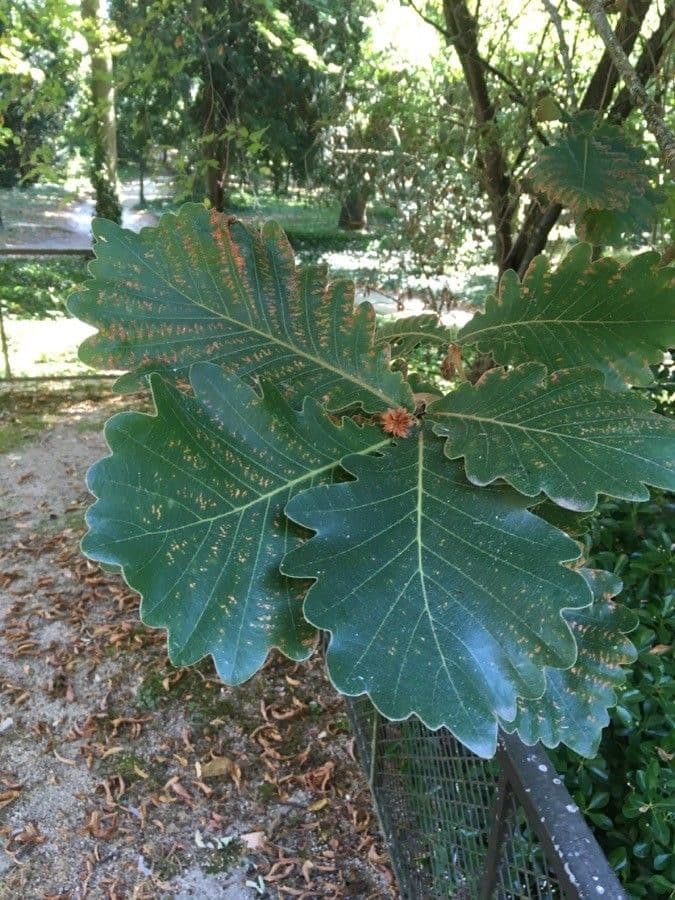 Quercia Daimyo 16