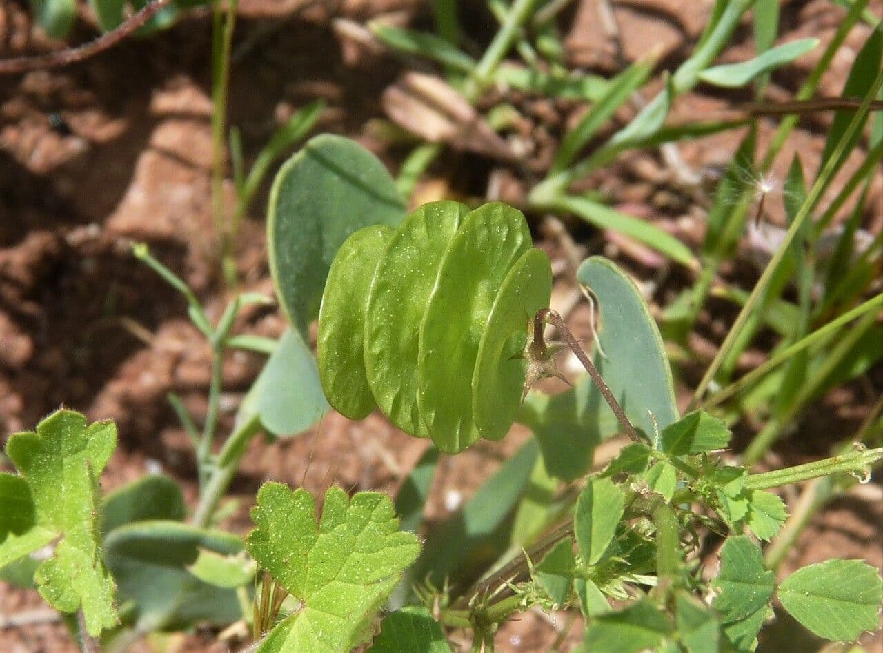 Erba medica orbicolare 4