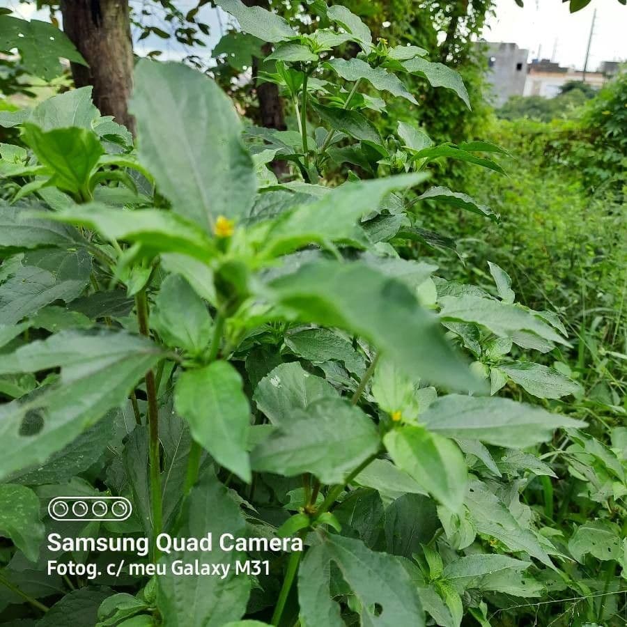 Synedrella nodiflora 22