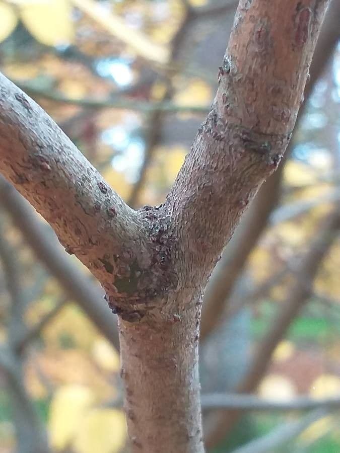 Lindera obtusiloba 9