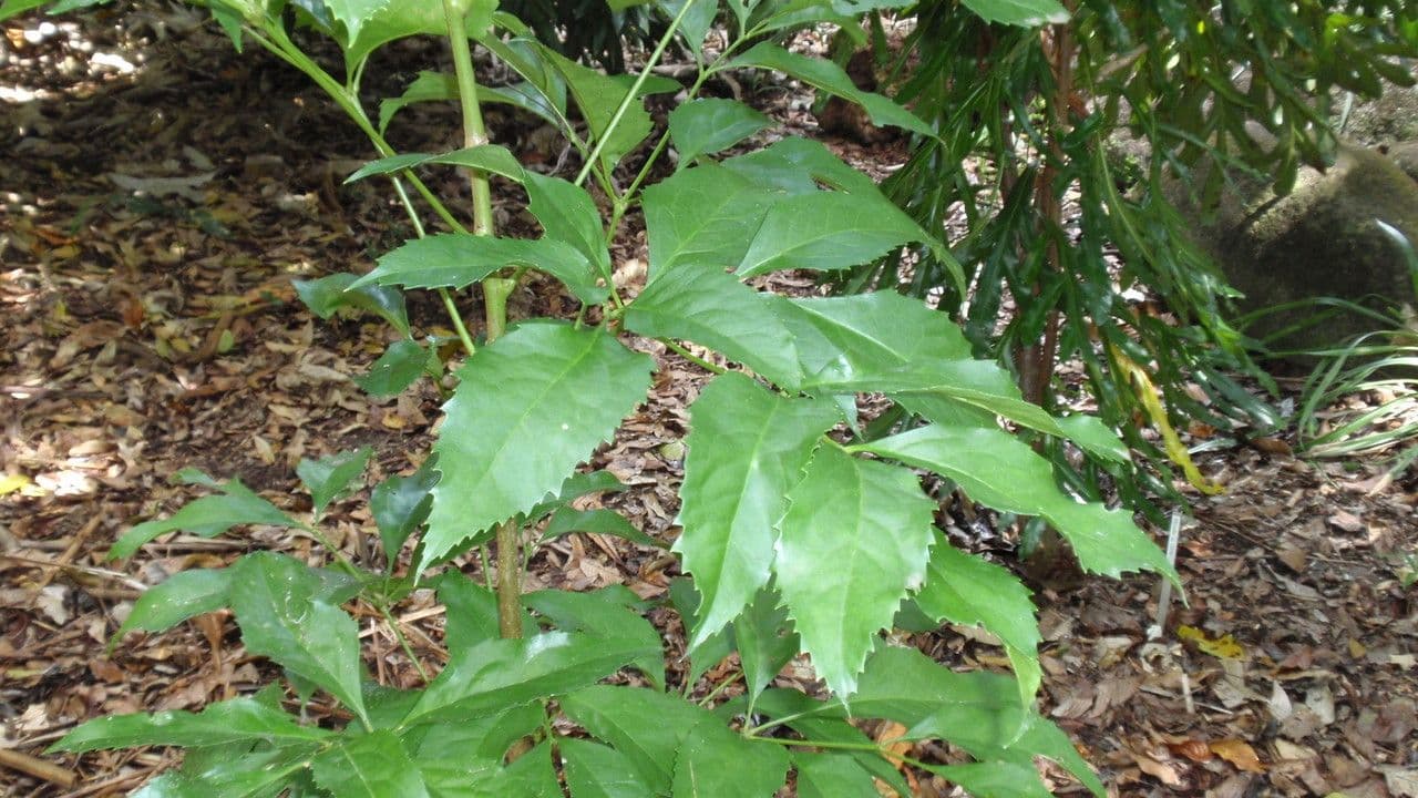 Carnarvonia 2