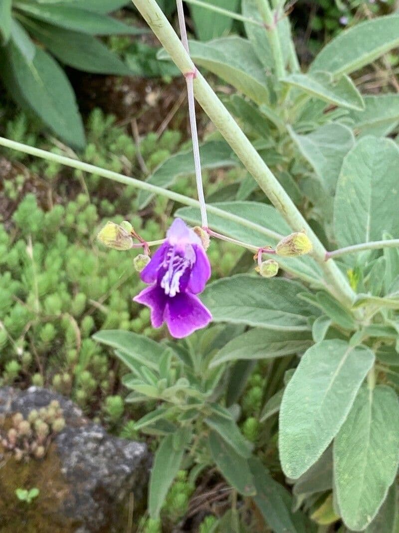 Salvia candelabro 3