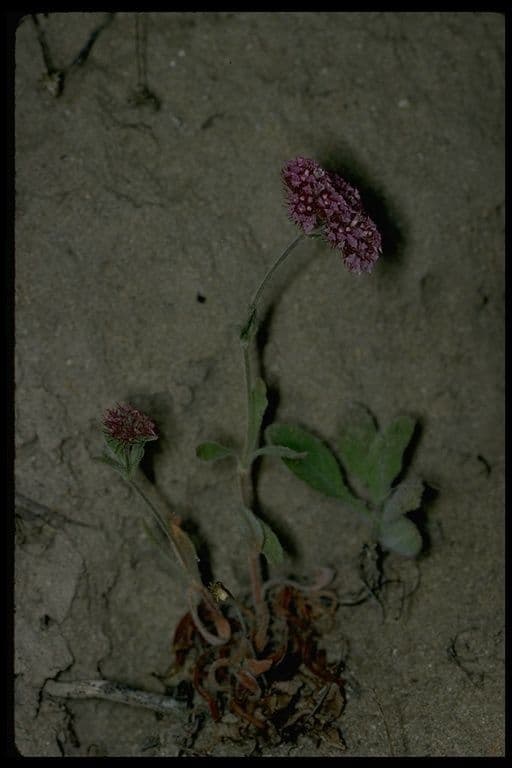 Chorizanthe 9