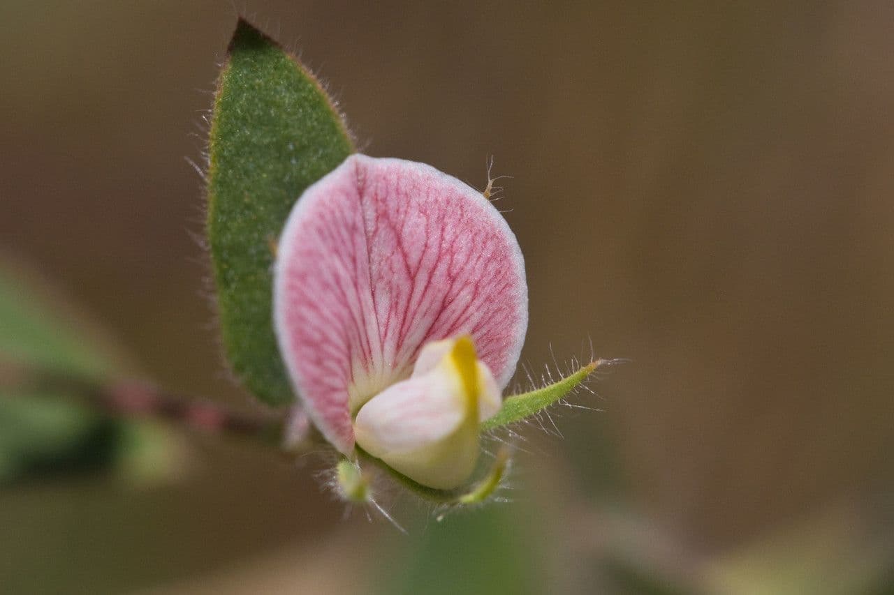Acmispon americanus 4