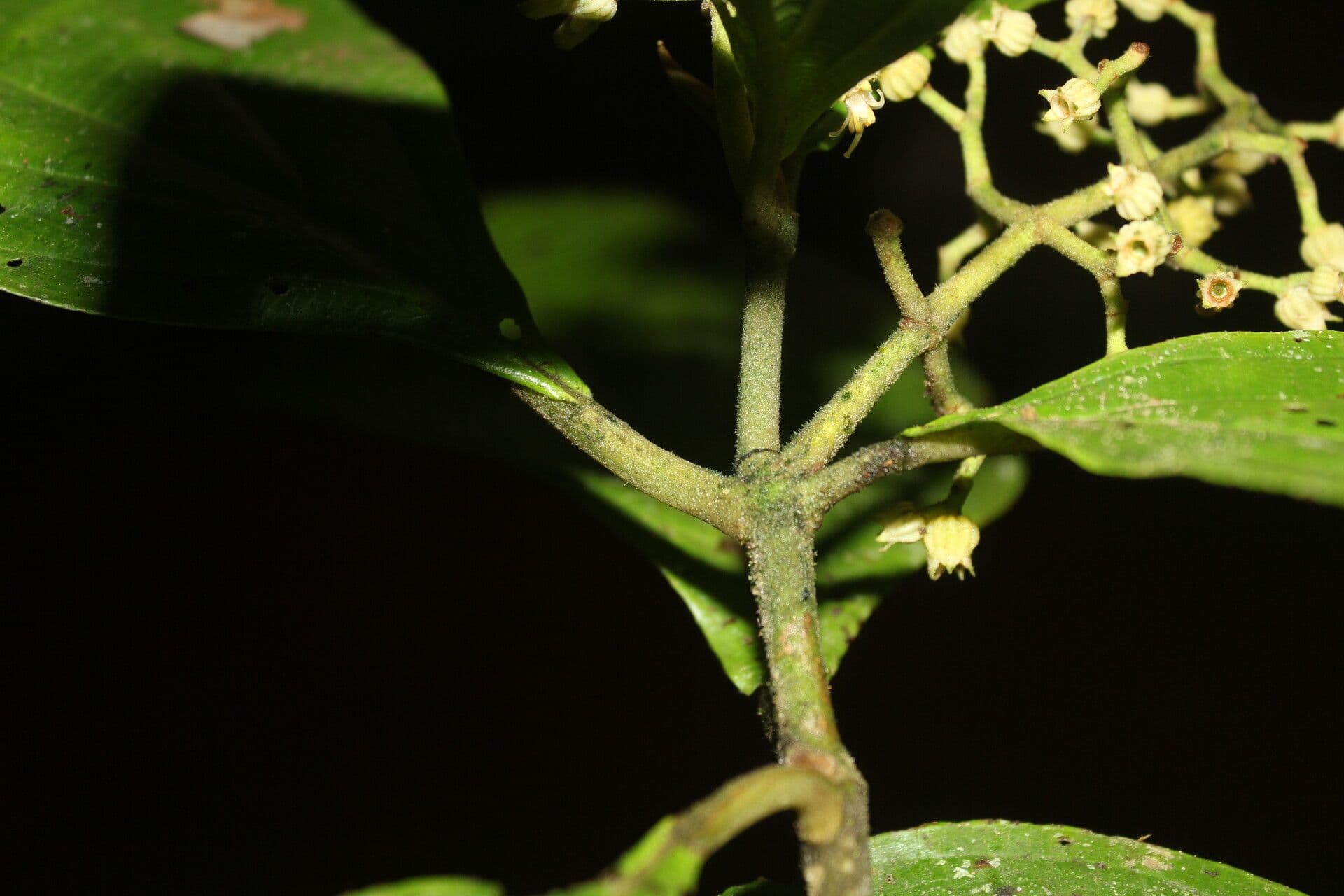 Conostegia micrantha 9