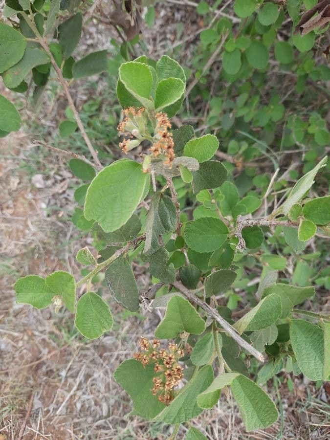 Cordia 8