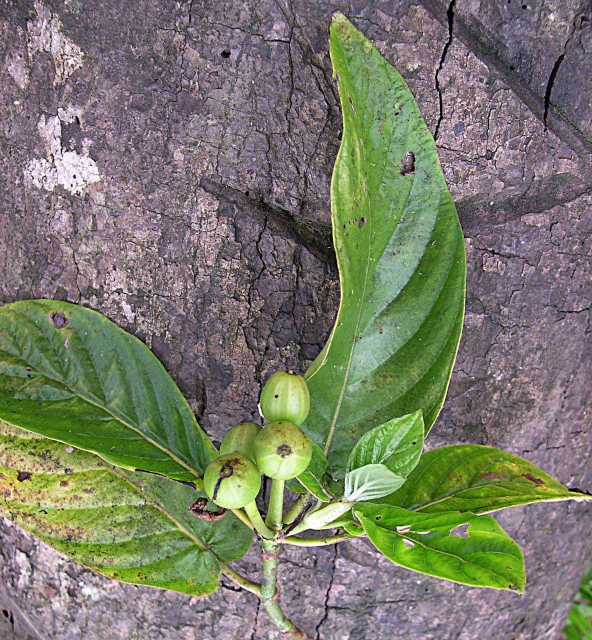 Psychotria 8
