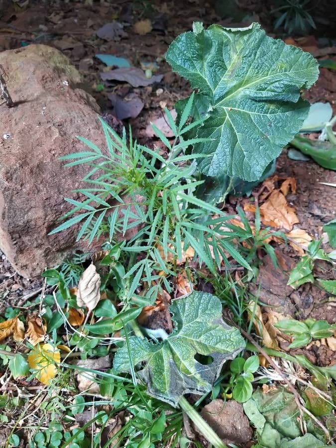 Tagetes minuta 17