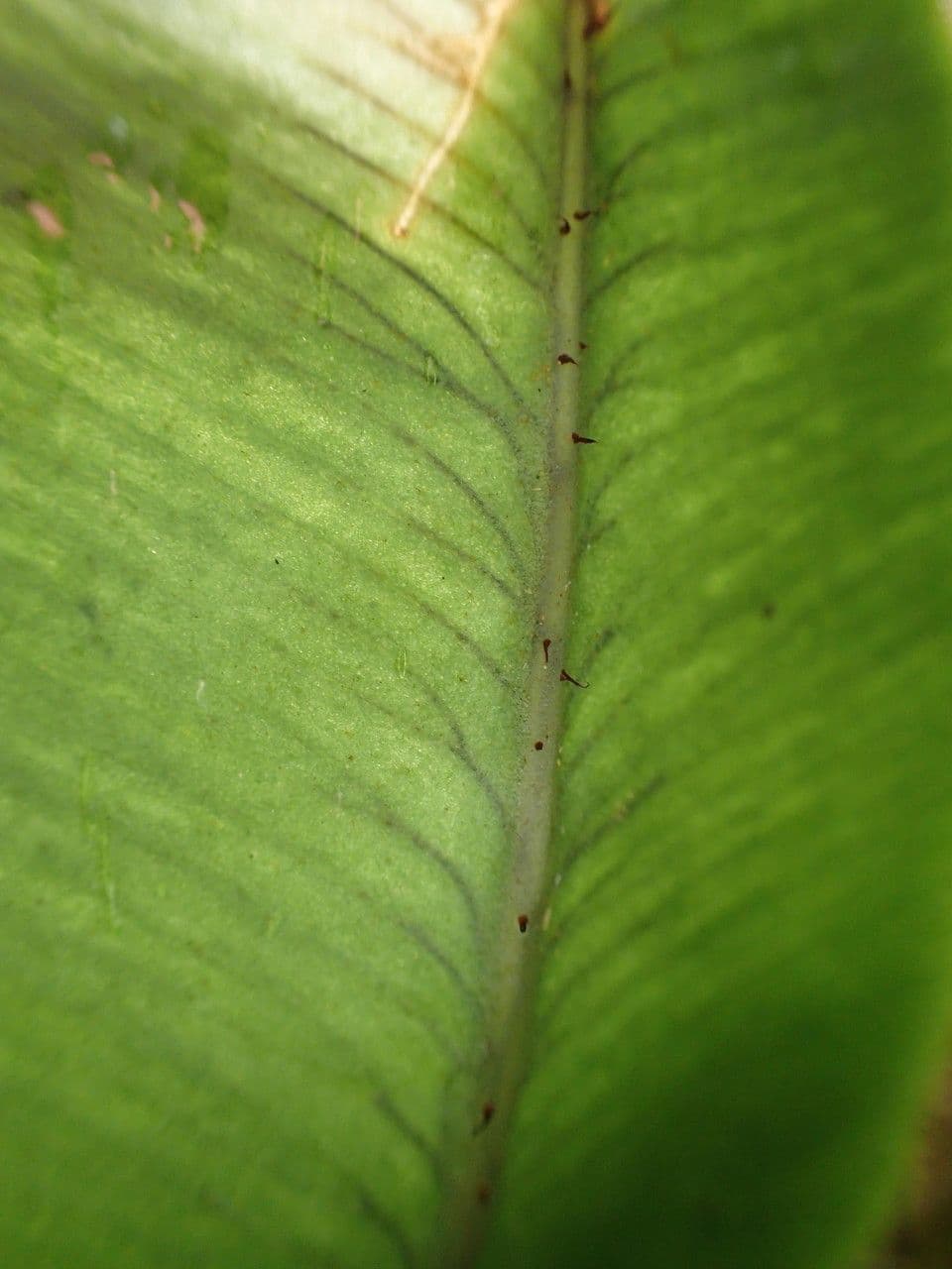 Elaphoglossum 5