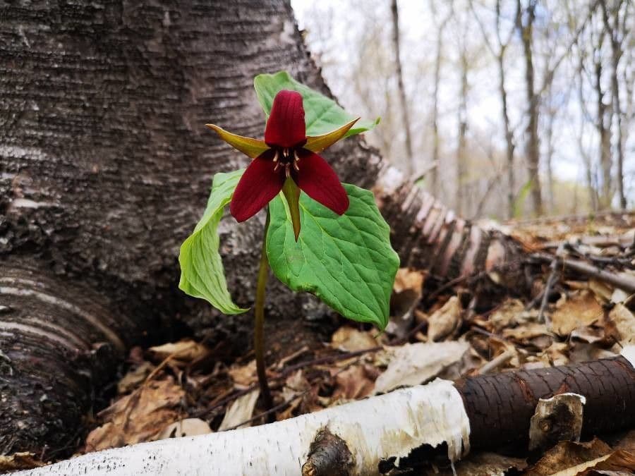 Trillium eretto 9