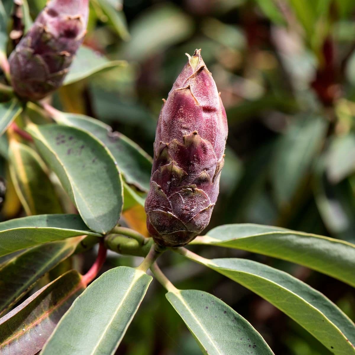 Rhododendron 21