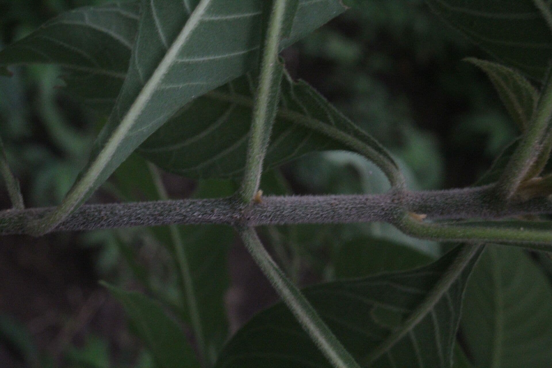 Aphelandra scabra 19