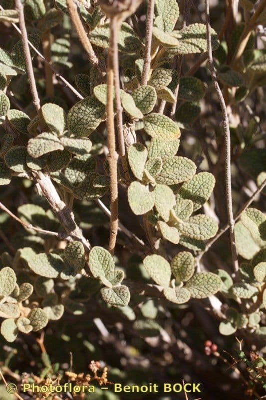 Phlomis lanata 16